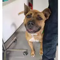 Foto dell\'animale cane - Matr. 2025/0321 - Microchip 380260101672624
