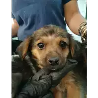 Foto dell\'animale cane - Matr. 2021/0900 - Microchip 380260044476415