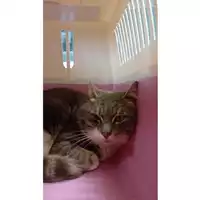 Foto dell\'animale gatto - Matr. 2025/0322 - Microchip 380260044980135