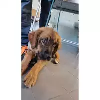 Foto dell\'animale cane - Matr. 2025/0324 - Microchip 380260170343036