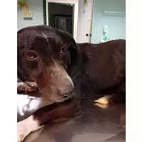 Foto dell\'animale cane - Matr. 2025/0323 - Microchip 380260044980687