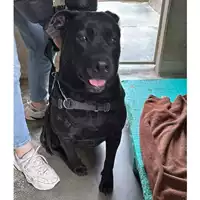 Foto dell\'animale cane - Matr. 2017/0983 - Microchip 380260043258645