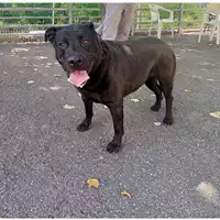 Foto dell\'animale cane - Matr. 2017/0983 - Microchip 380260043258645