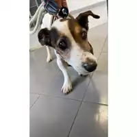 Foto dell\'animale cane - Matr. 2025/0330 - Microchip 380260080224856