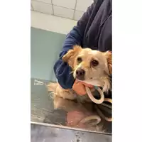Foto dell\'animale cane - Matr. 2025/0331 - Microchip 380260044997651