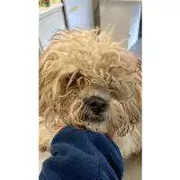 Foto dell\'animale cane - Matr. 2025/0332 - Microchip 380260044997621