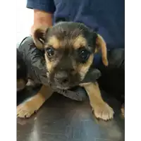 Foto dell\'animale cane - Matr. 2021/0901 - Microchip 380260044476099