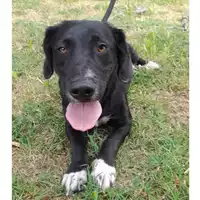 Foto dell\'animale cane - Matr. 2024/0510 - Microchip 380260044979579