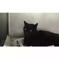 Foto dell\'animale gatto - Matr. 2025/0339 - Microchip 380260044981467