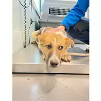 Foto dell\'animale cane - Matr. 2025/0342 - Microchip 380260044981387