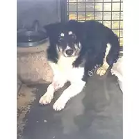 Foto dell\'animale cane - Matr. 2025/0343 - Microchip 380260044998514