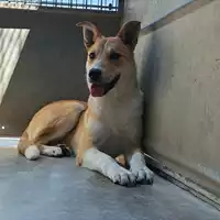Foto dell\'animale cane - Matr. 2025/0344 - Microchip 380260044980906