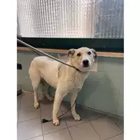 cane - Matr. 2025/0346 - Microchip 380260044981486