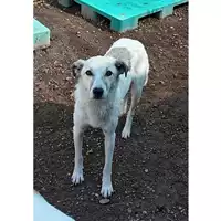 Foto dell\'animale cane - Matr. 2025/0346 - Microchip 380260044981486