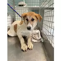 Foto dell\'animale cane - Matr. 2025/0348 - Microchip 380260044981114