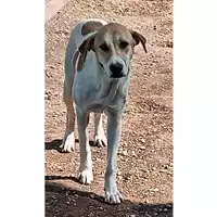 Foto dell\'animale cane - Matr. 2025/0348 - Microchip 380260044981114