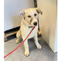 Foto dell\'animale cane - Matr. 2025/0345 - Microchip 380260044980767