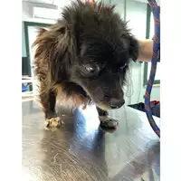 Foto dell\'animale cane - Matr. 2025/0347 - Microchip 380260044981428