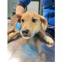 Foto dell\'animale cane - Matr. 2025/0350 - Microchip 380260044980716