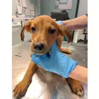 Foto dell\'animale cane - Matr. 2025/0351 - Microchip 380260044981228