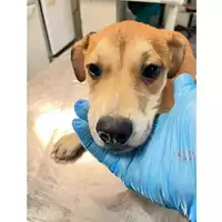Foto dell\'animale cane - Matr. 2025/0352 - Microchip 380260044980727