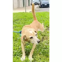 Foto dell\'animale cane - Matr. 2025/0355 - Microchip 380260002448090