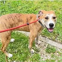 Foto dell\'animale cane - Matr. 2025/0354 - Microchip 380260044980809