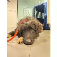 Foto dell\'animale cane - Matr. 2025/0349 - Microchip 380260044980831