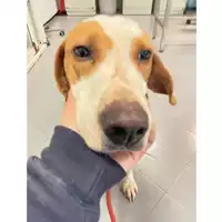 Foto dell\'animale cane - Matr. 2025/0357 - Microchip 380260000909030