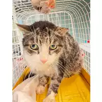 Foto dell\'animale gatto - Matr. 2025/0356 - Microchip 380260170343488