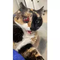 Foto dell\'animale gatto - Matr. 2025/0358 - Microchip 380260044998339