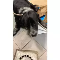 Foto dell\'animale cane - Matr. 2025/0364 - Microchip 380260044980968