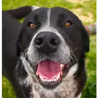 Foto dell\'animale cane - Matr. 2025/0364 - Microchip 380260044980968