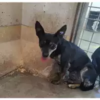 Foto dell\'animale cane - Matr. 2021/1779 - Microchip 380260102064965
