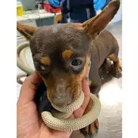 Foto dell\'animale cane - Matr. 2025/0360 - Microchip 380260102878083