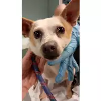 Foto dell\'animale cane - Matr. 2025/0361 - Microchip 380260102070401