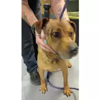 Foto dell\'animale cane - Matr. 2025/0362 - Microchip 380260101370188