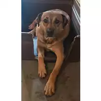 Foto dell\'animale cane - Matr. 2025/0362 - Microchip 380260101370188