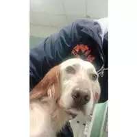 Foto dell\'animale cane - Matr. 2025/0363 - Microchip 380260102466029