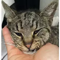 Foto dell\'animale gatto - Matr. 2025/0367 - Microchip 380260044981476