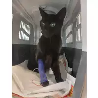 Foto dell\'animale gatto - Matr. 2025/0368 - Microchip 380260044980314