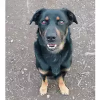 Foto dell\'animale cane - Matr. 2024/1873 - Microchip 380260170343300