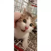 Foto dell\'animale gatto - Matr. 2025/0371 - Microchip 380260044981509