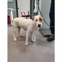 Foto dell\'animale cane - Matr. 2021/1910 - Microchip 380260044542246