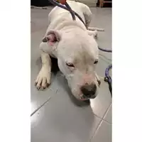 Foto dell\'animale cane - Matr. 2025/0374 - Microchip 380260043905284