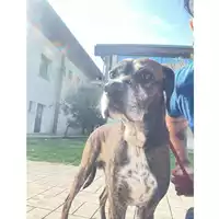 Foto dell\'animale cane - Matr. 2025/0375 - Microchip 380260080311772