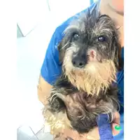 Foto dell\'animale cane - Matr. 2025/0376 - Microchip 380260044980914