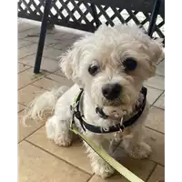 Foto dell\'animale cane - Matr. 2021/0906 - Microchip 380260101570324
