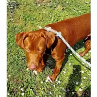 Foto dell\'animale cane - Matr. 2025/0381 - Microchip 380260044981317