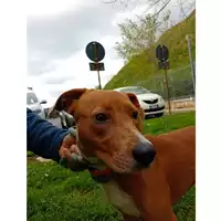 Foto dell\'animale cane - Matr. 2025/0380 - Microchip 380260044979733